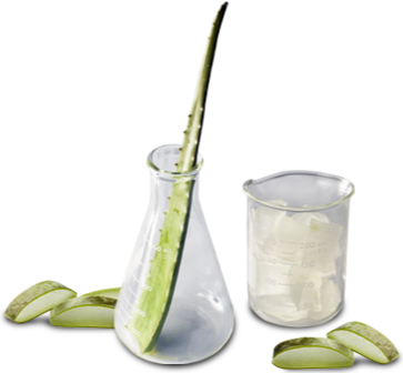 aloe vera Composición Química
